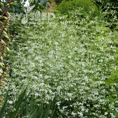 Crambe cordifolia - Chou nuage