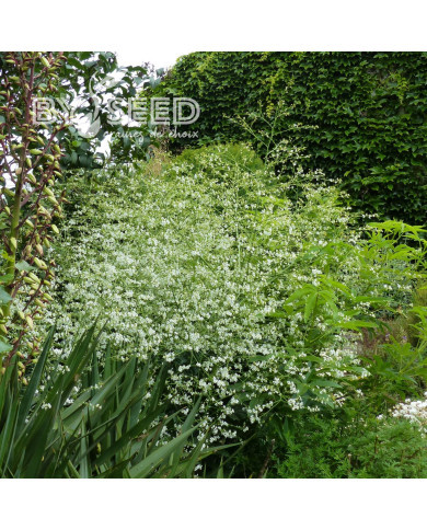 Crambe cordifolia - Chou nuage
