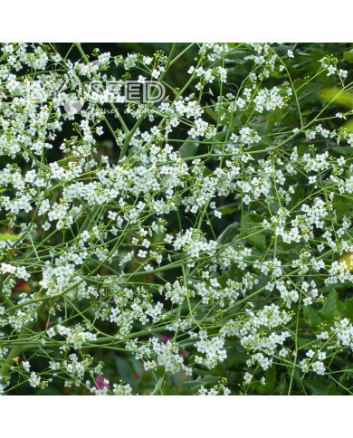 Crambe cordifolia - Chou nuage