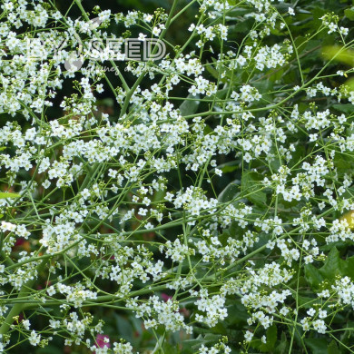 Crambe cordifolia - Chou nuage
