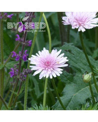 Crepis rubra - Pink Dandelion