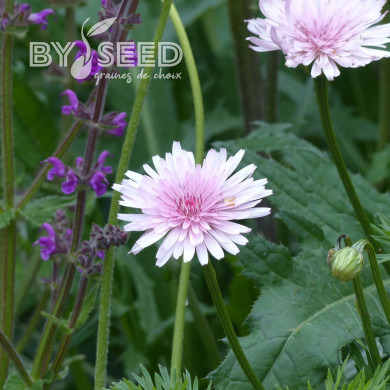 Crepis rubra - Pink Dandelion