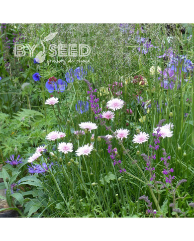 Crepis rubra - Pink Dandelion