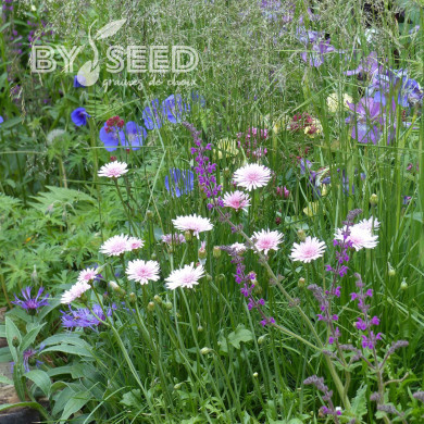 Crepis rubra - Pink Dandelion