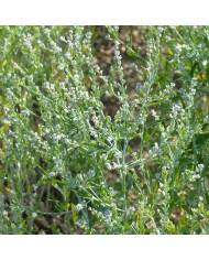 Pois de senteur Spring Sunshine Cerise