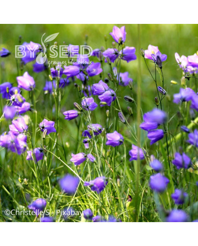 Campanule rotundifolia