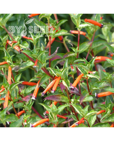 Cuphea ignea Plante-cigarette