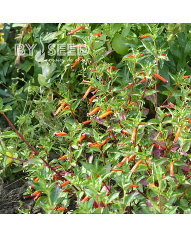 Cuphea ignea Plante-cigarette