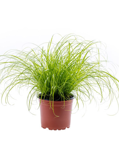 Cyperus zumula (herbe-à-chat)