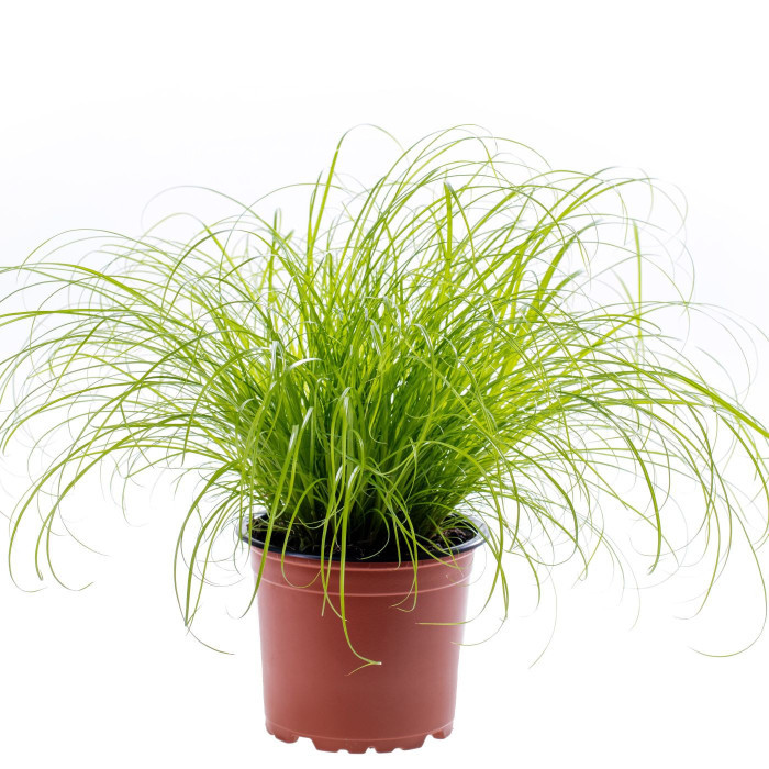 Cyperus zumula (herbe-à-chat)