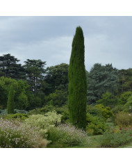 Cyperus zumula (herbe-à-chat)