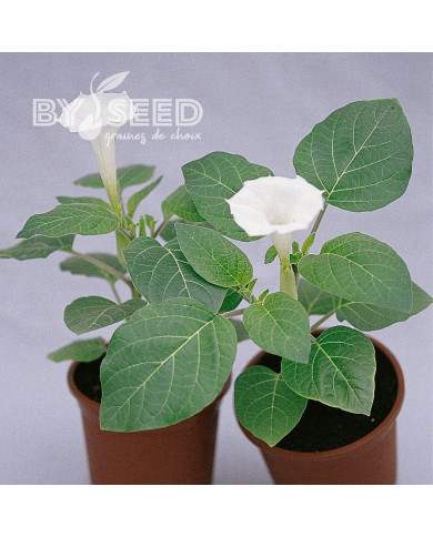 Datura metel Belle Blanche