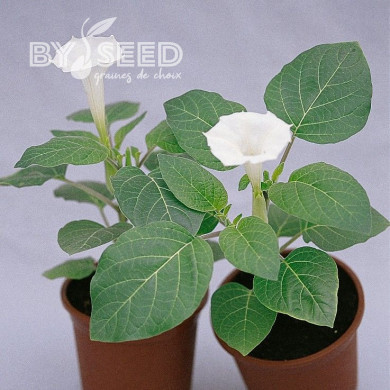 Datura metel Belle Blanche