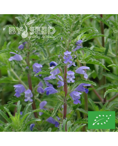 Dracocephalum moldavicum "Tête-de-Dragon" BIO