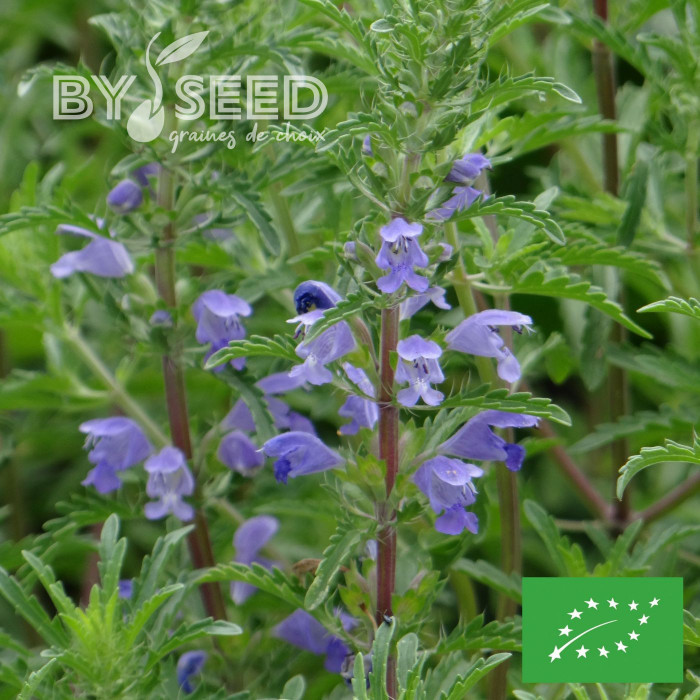 Dracocephalum moldavicum "Tête-de-Dragon" BIO