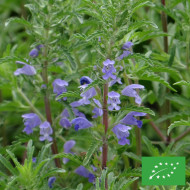 Dracocephalum moldavicum "Tête-de-Dragon" BIO