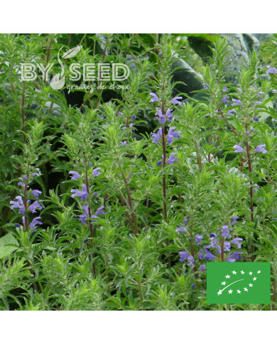 Dracocephalum moldavicum "Tête-de-Dragon" BIO