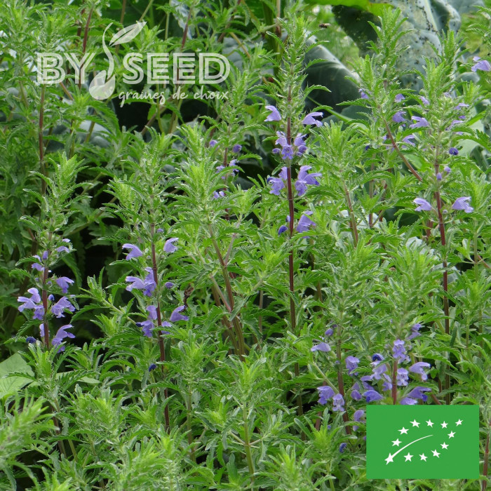 Dracocephalum moldavicum "Tête-de-Dragon" BIO