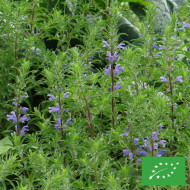 Dracocephalum moldavicum "Tête-de-Dragon" BIO