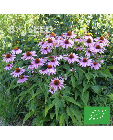 Echinacea purpurea "Rudbéckia pourpre" BIO
