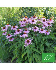Echinacea purpurea White Swan (Alba) BIO