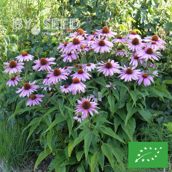 Echinacea purpurea "Rudbéckia pourpre" BIO