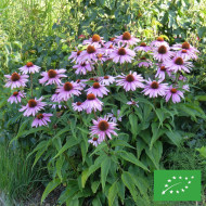 Echinacea purpurea "Rudbéckia pourpre" BIO