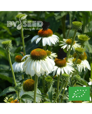 Echinacea purpurea White Swan (Alba) BIO