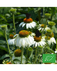 Echinacea purpurea "Rudbéckia pourpre" BIO
