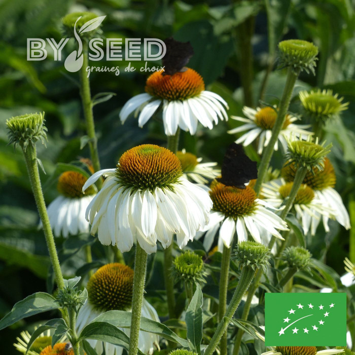 Echinacea purpurea White Swan (Alba) BIO