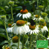 Echinacea purpurea White Swan (Alba) BIO