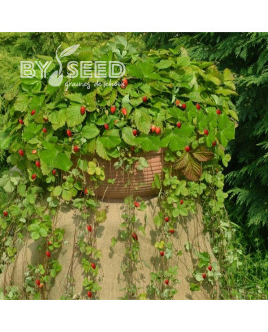 Fraisier des bois Attila®