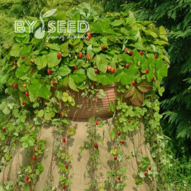 Fraisier des bois Attila®