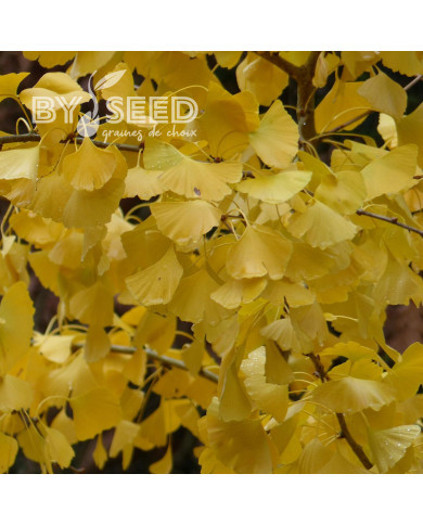 Ginkgo biloba - Arbre-aux-Quarante-Ecus