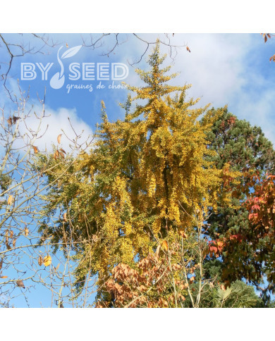 Ginkgo biloba - Arbre-aux-Quarante-Ecus
