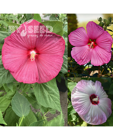 Hibiscus des marais Mix