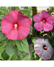 Houblon - Humulus lupulus