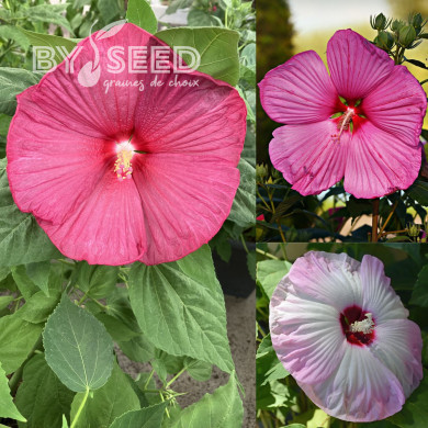 Hibiscus des marais Mix