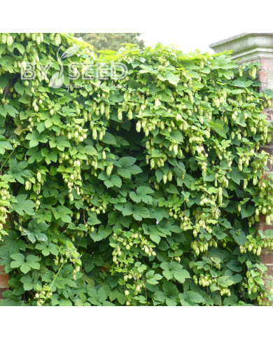 Houblon - Humulus lupulus