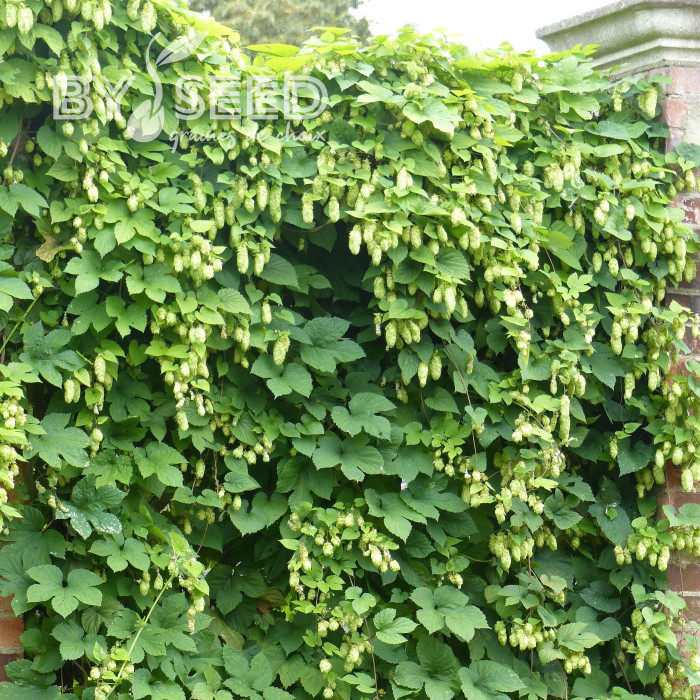 Houblon - Humulus lupulus