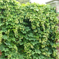 Houblon - Humulus lupulus