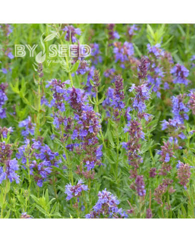 Hysope officinale bleue