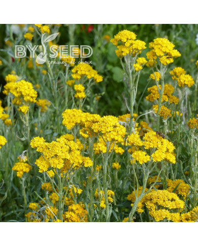 Helipterum Sanfordii