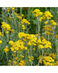 Immortelle à bractées Monstrueuse double Mix BIO