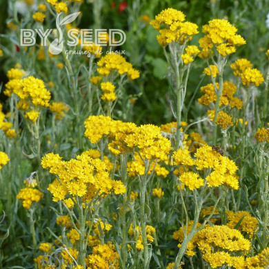 Helipterum Sanfordii