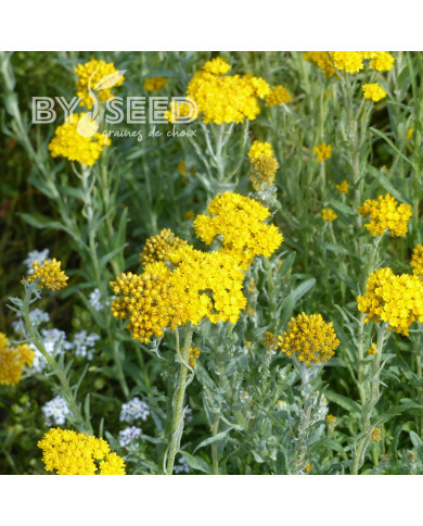 Helipterum Sanfordii