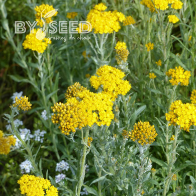 Helipterum Sanfordii