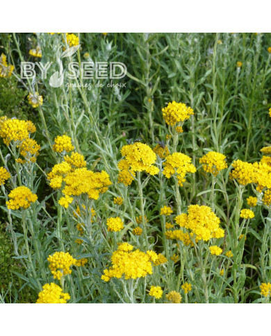 Helipterum Sanfordii