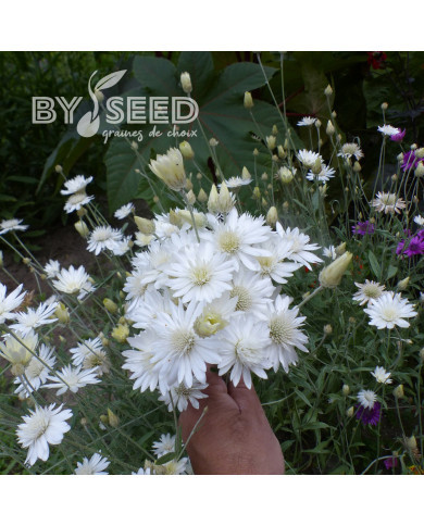 Immortelle annuelle Superbissimum Album