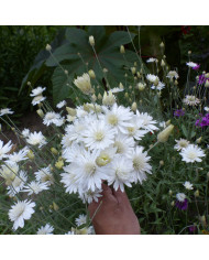 Immortelle annuelle Superbissimum Purpureum